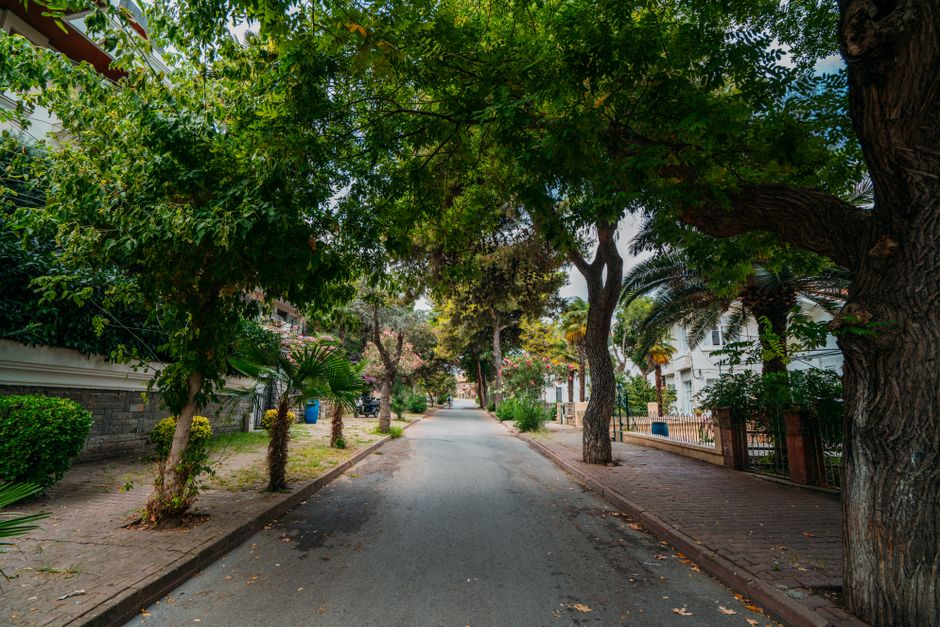 A new sidewalk running along a tree-lined residential street