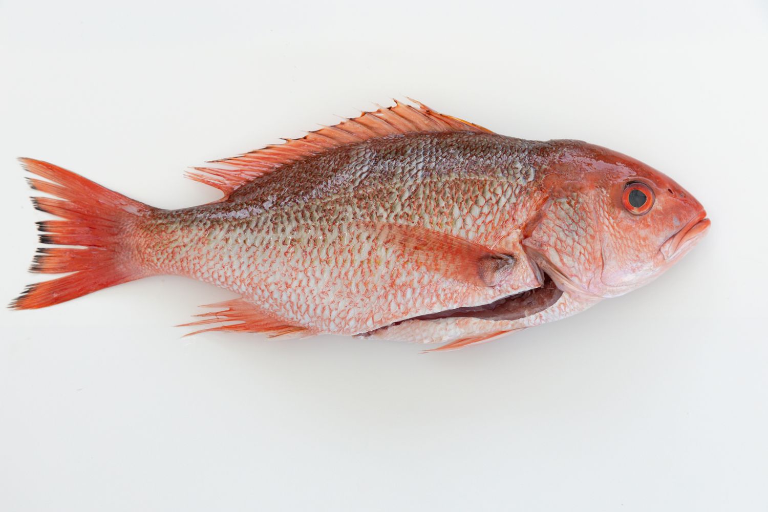 A red snapper, a popular Gulf Coast sport fish