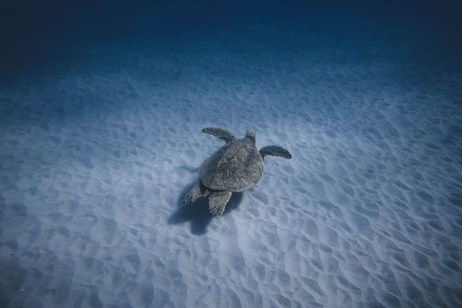 Sea turtle swimming underwater along the Alabama Gulf Coast