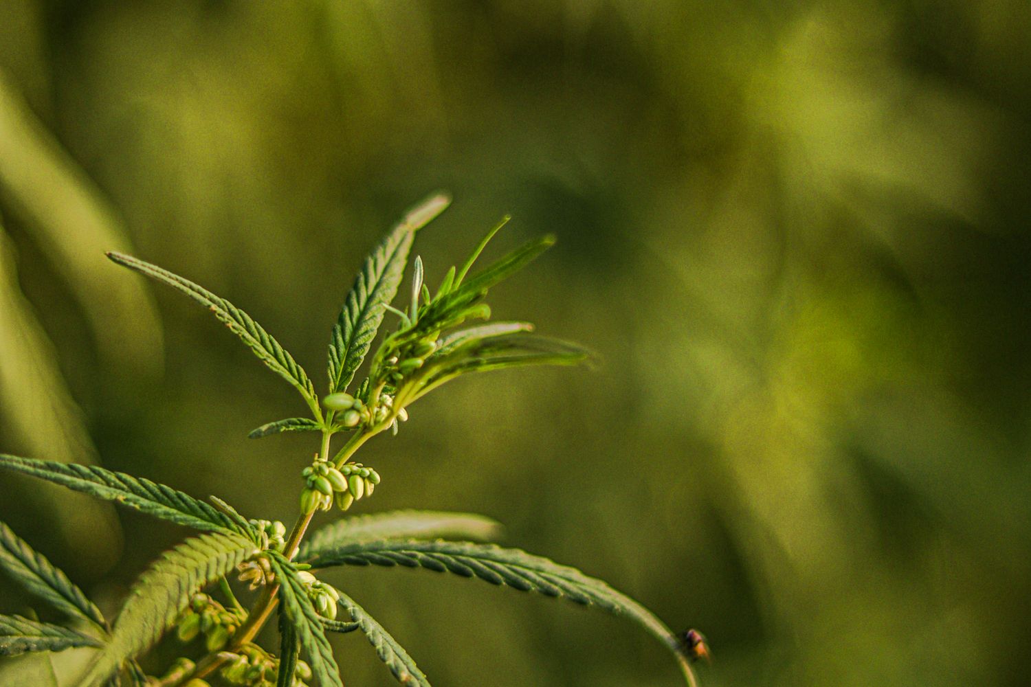Close view of cannabis plant leaves