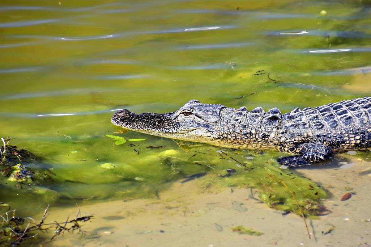 American alligator resting in the shallows of a lake in a city park