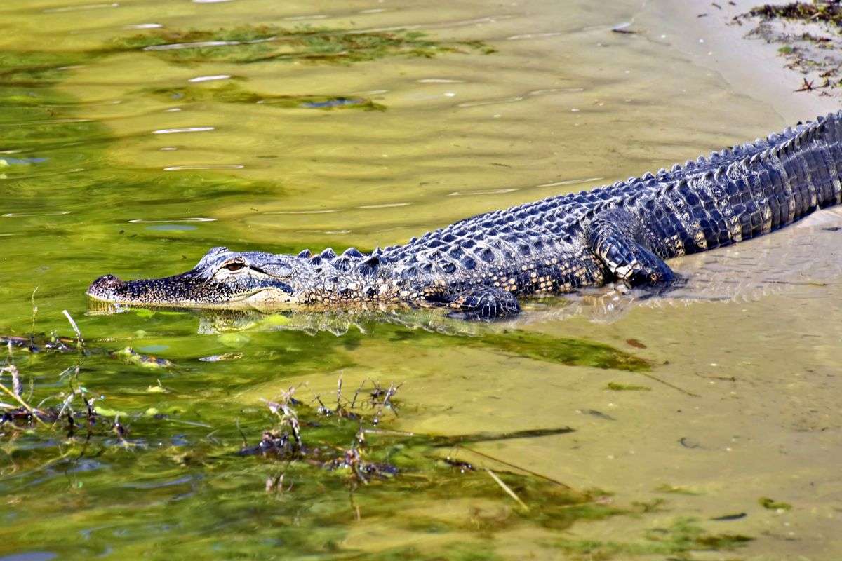 American alligator swimming in open water in a southern wetland