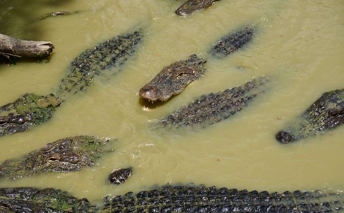 Alligators swimming in murky coastal water on the Gulf Coast