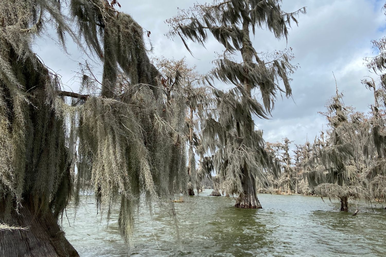Fog drifting over cypress trees in a southern delta swamp