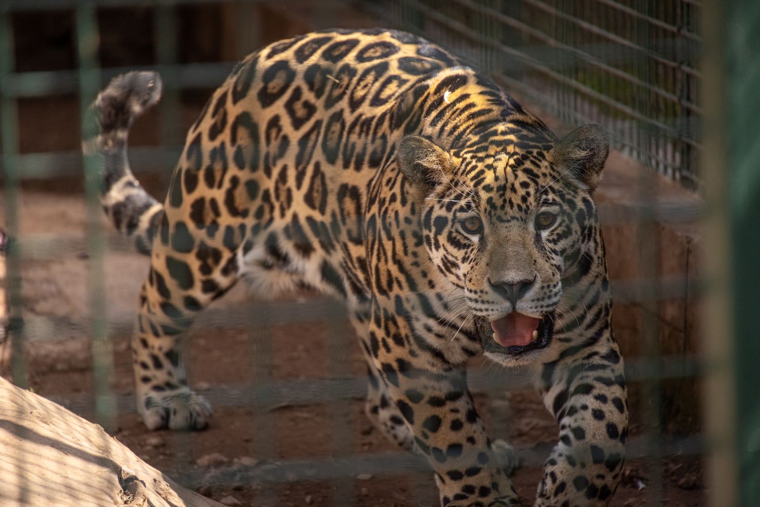A jaguar lying on a tree branch in a zoo habitat