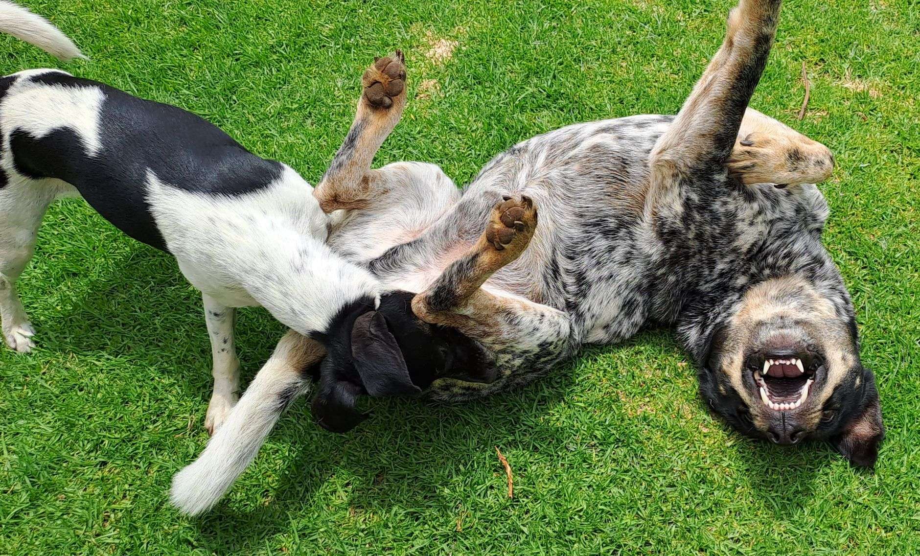 Several dogs playing together in an off-leash park setting