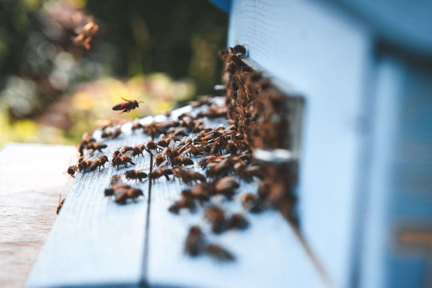 A swarm of bees gathered on a school building