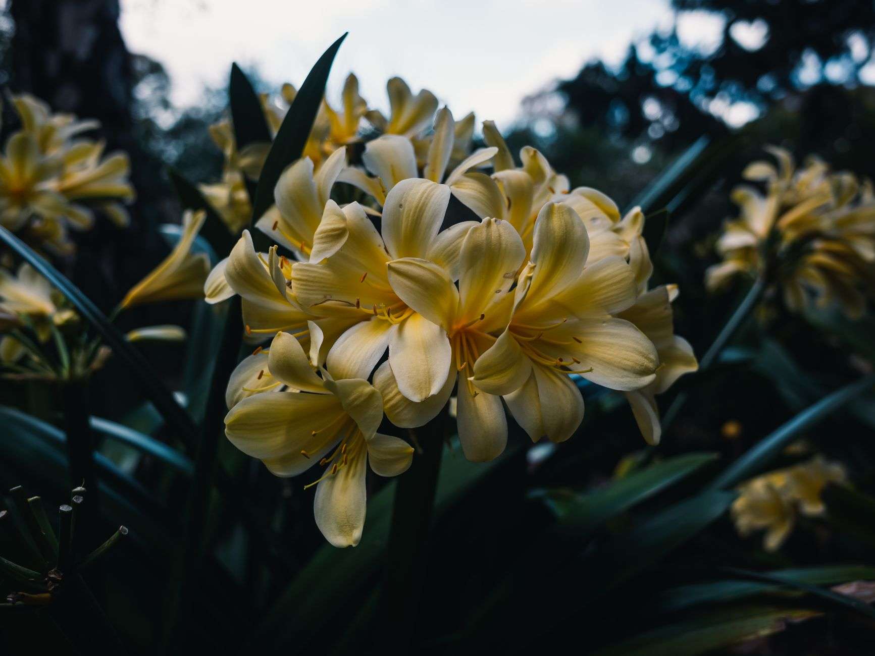 Blooming flowers in a botanical garden