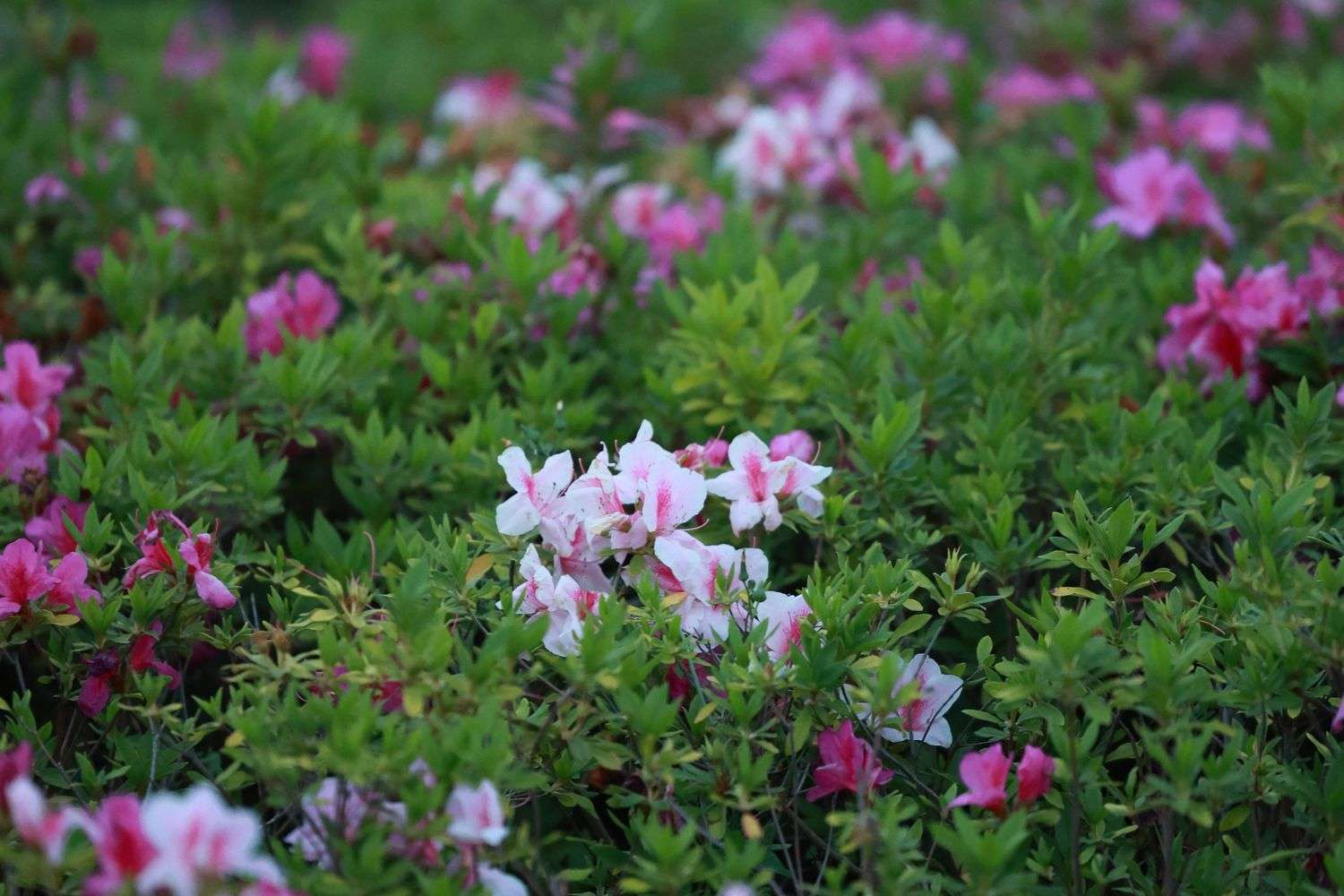 Azaleas blooming in a garden