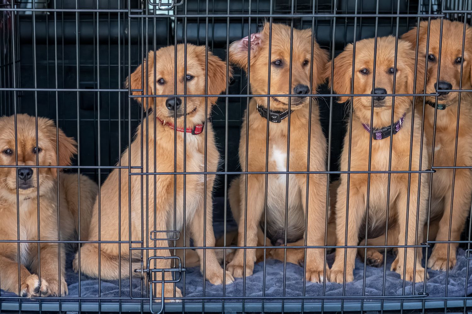 Five golden retriever puppies wearing color-coded collars sit together inside a wire dog crate