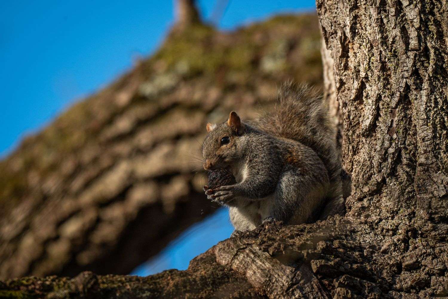 A squirrel among the oak trees of a downtown Mobile square