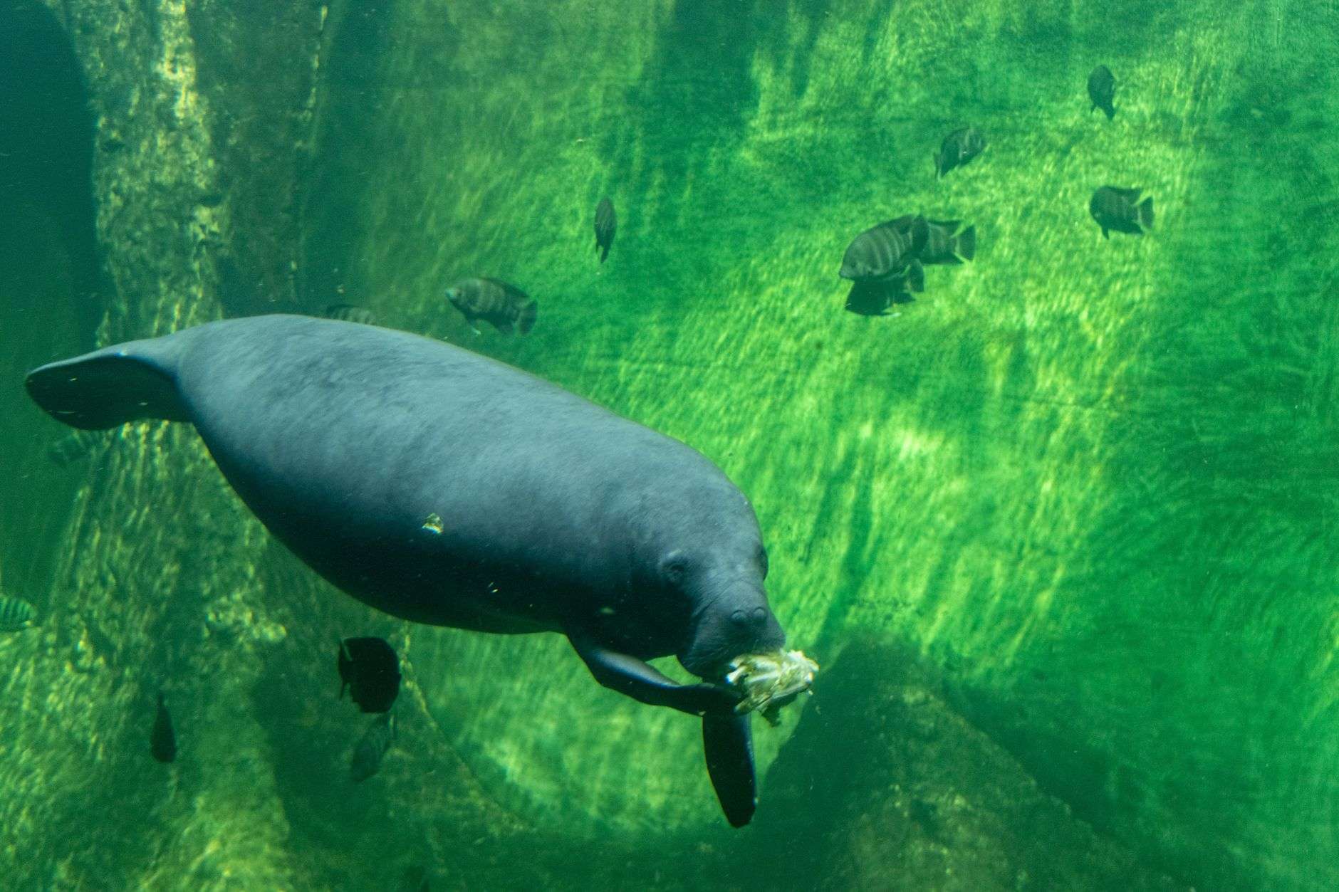 A manatee swimming in shallow coastal water.