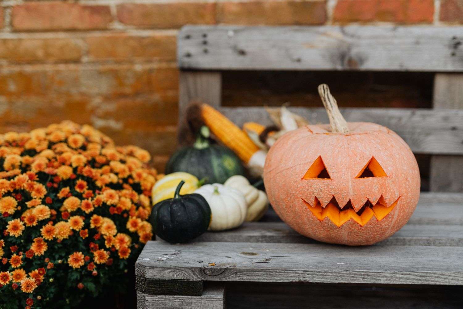 Garden walkway lined with pumpkins and fall decorations