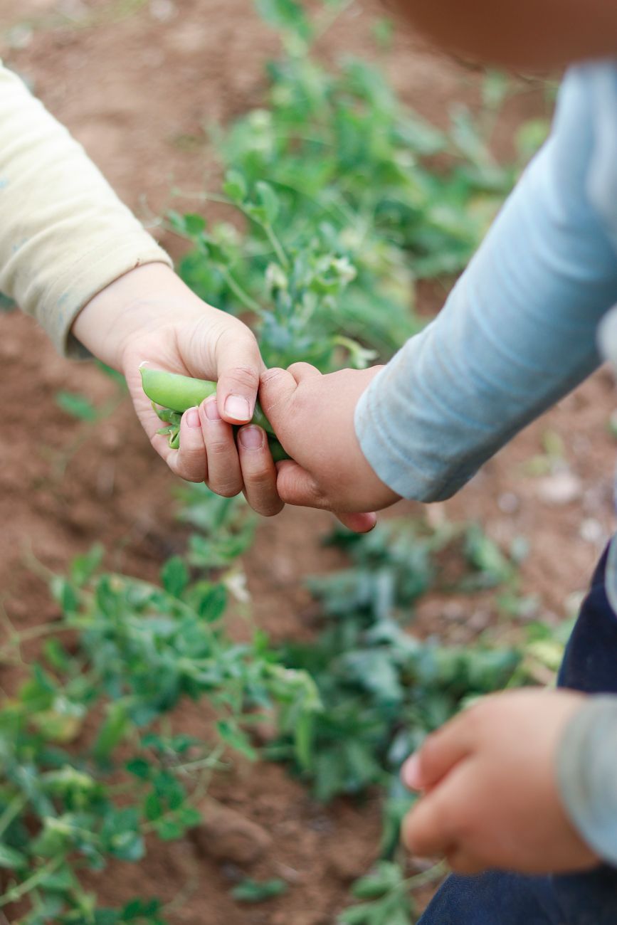 Close-up of two children's hands picking a green vegetable pod in a garden bed