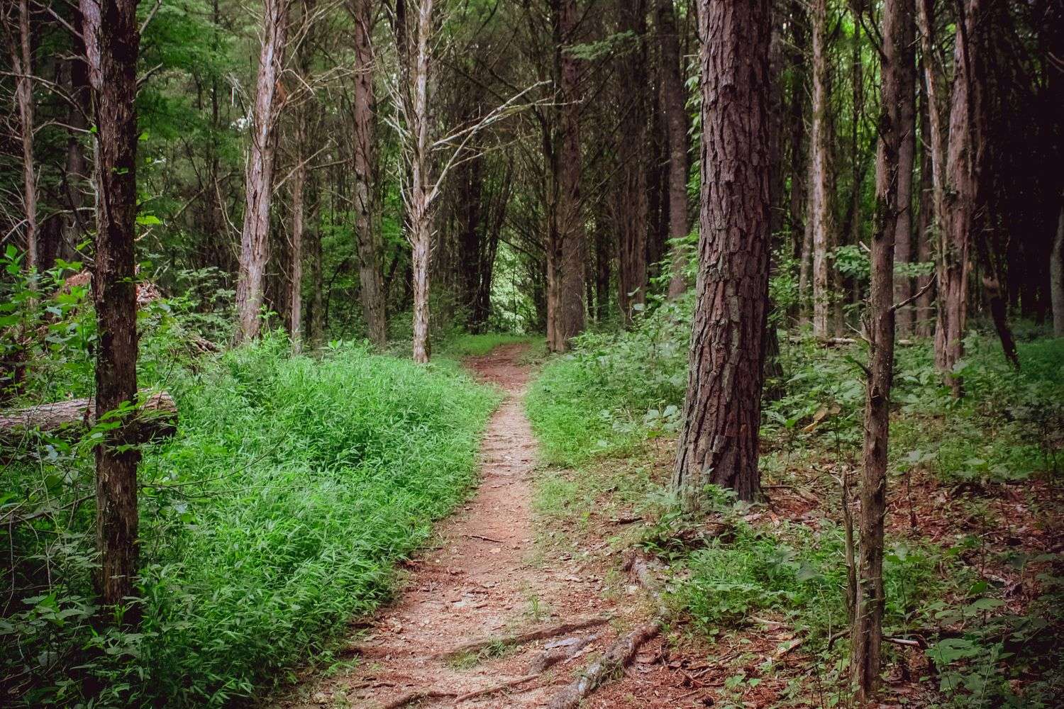 A wooded area with an ATV trail in rural Mobile County