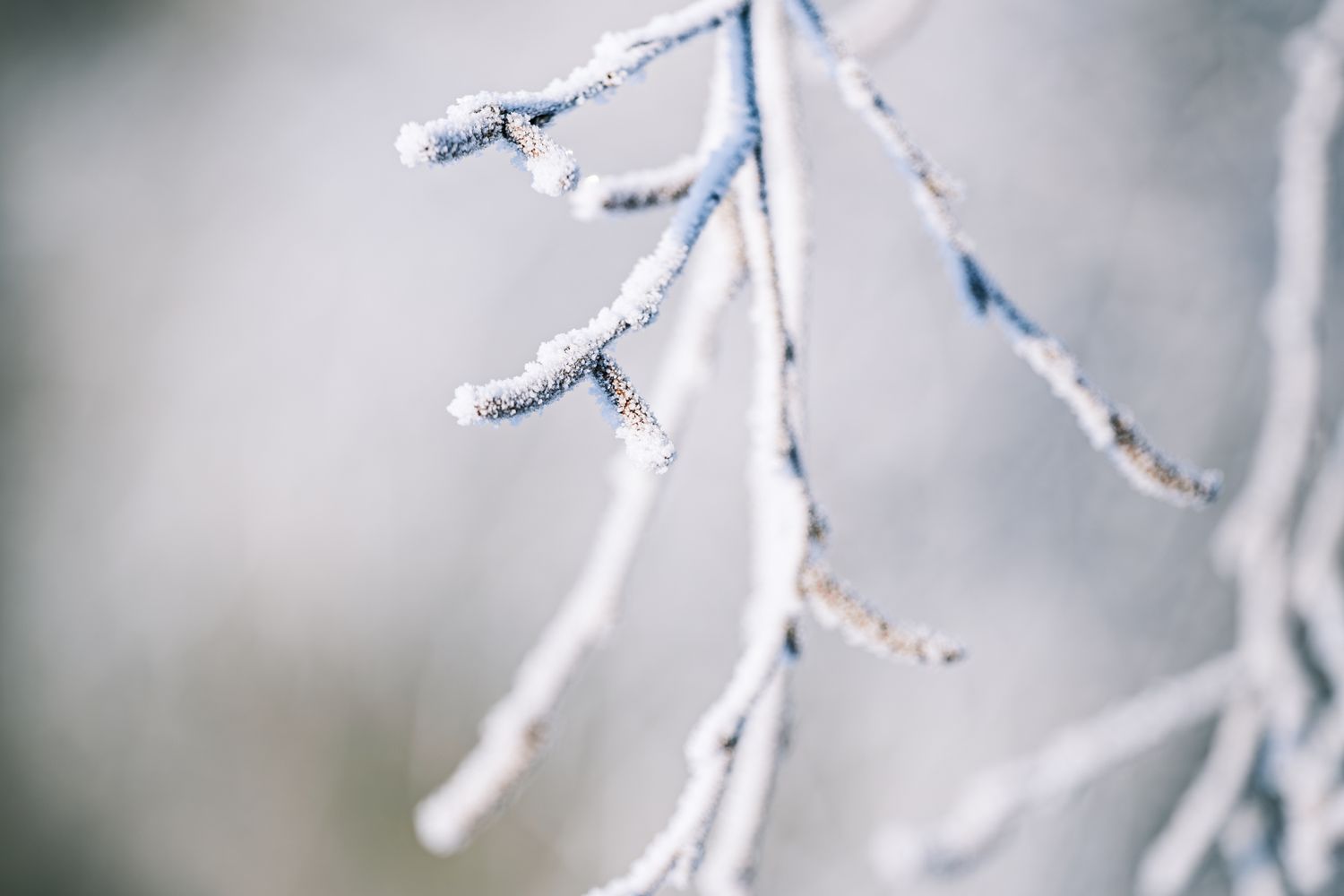 Frost and ice forming during a hard freeze on the Gulf Coast