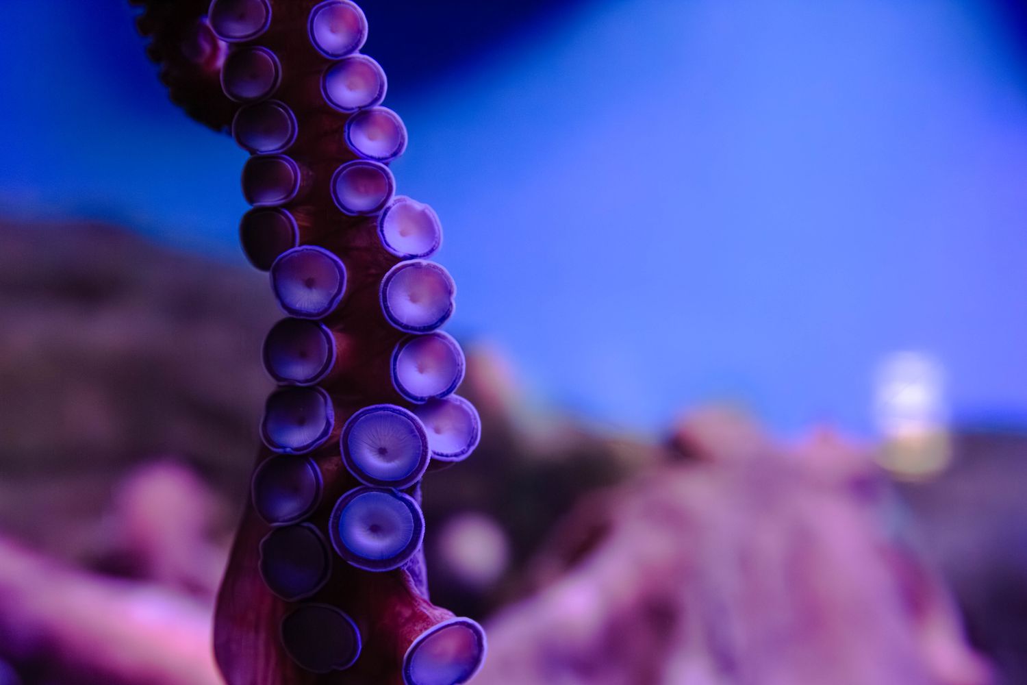 An octopus displayed at the Dauphin Island Sea Lab