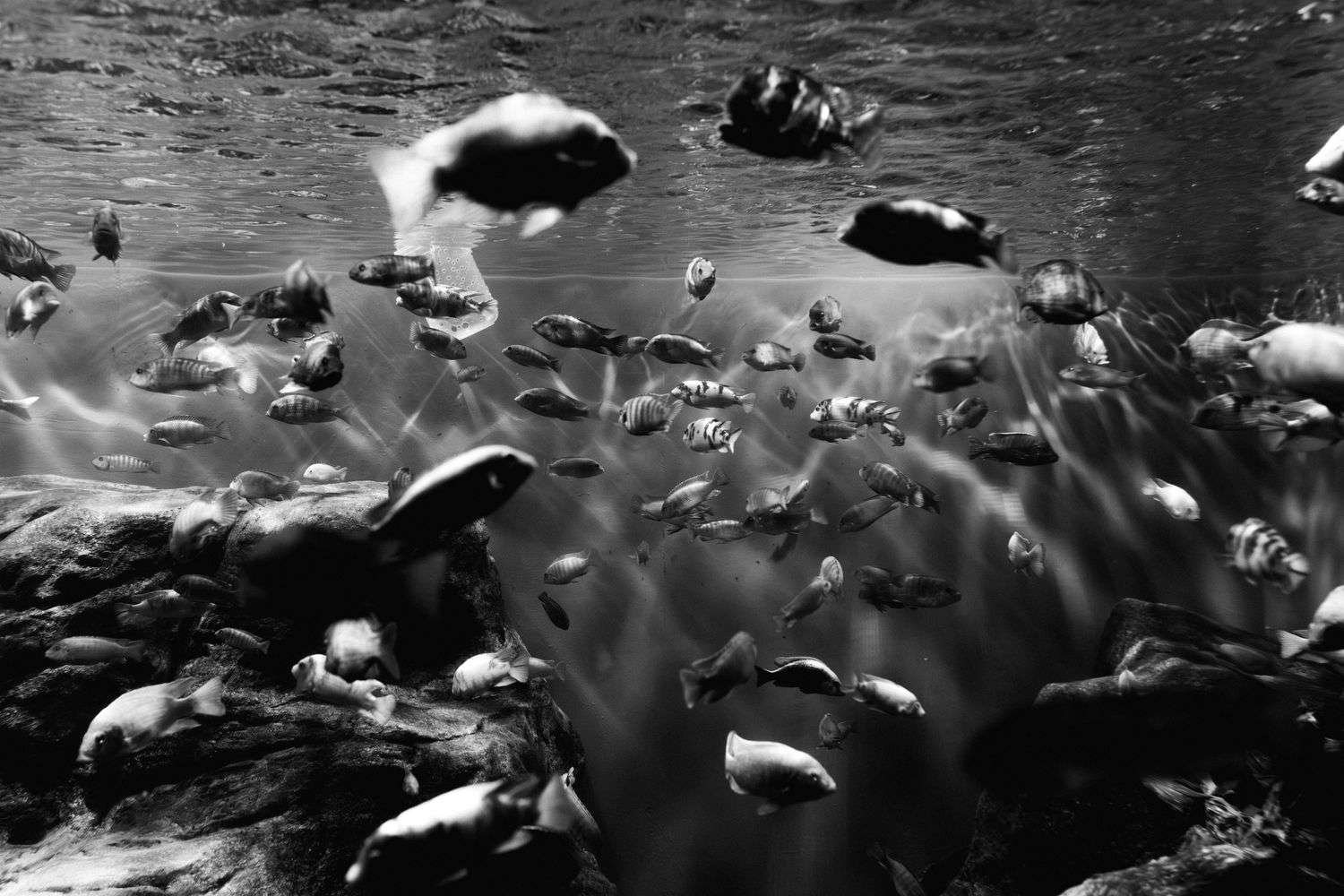 Fish swimming in an aquarium tank at a marine science center on the Alabama Gulf Coast