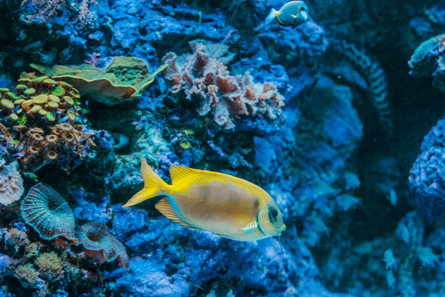 Tanks and exhibits showing Gulf Coast marine life
