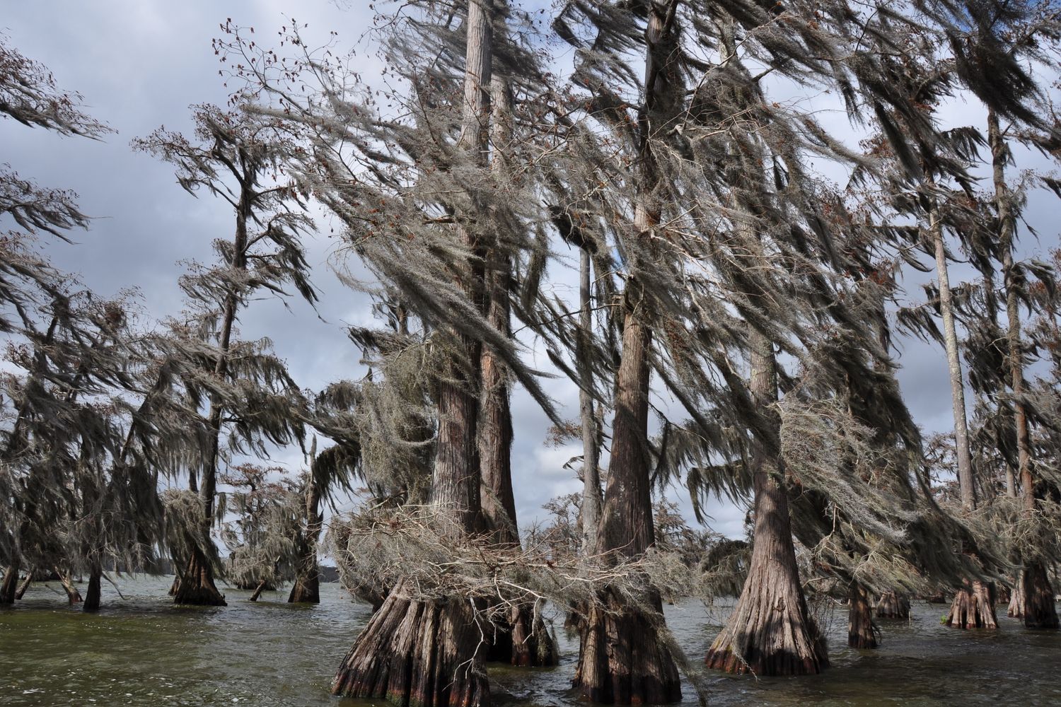 Cypress trees draped in Spanish moss standing in swamp water under a cloudy sky