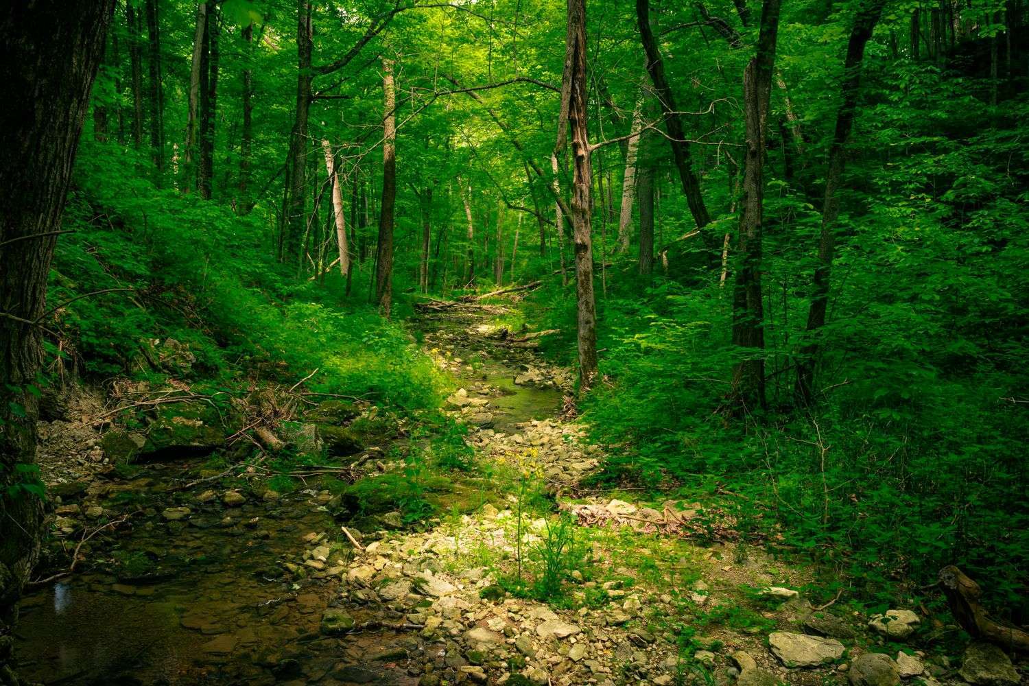 A creek running through a wooded area