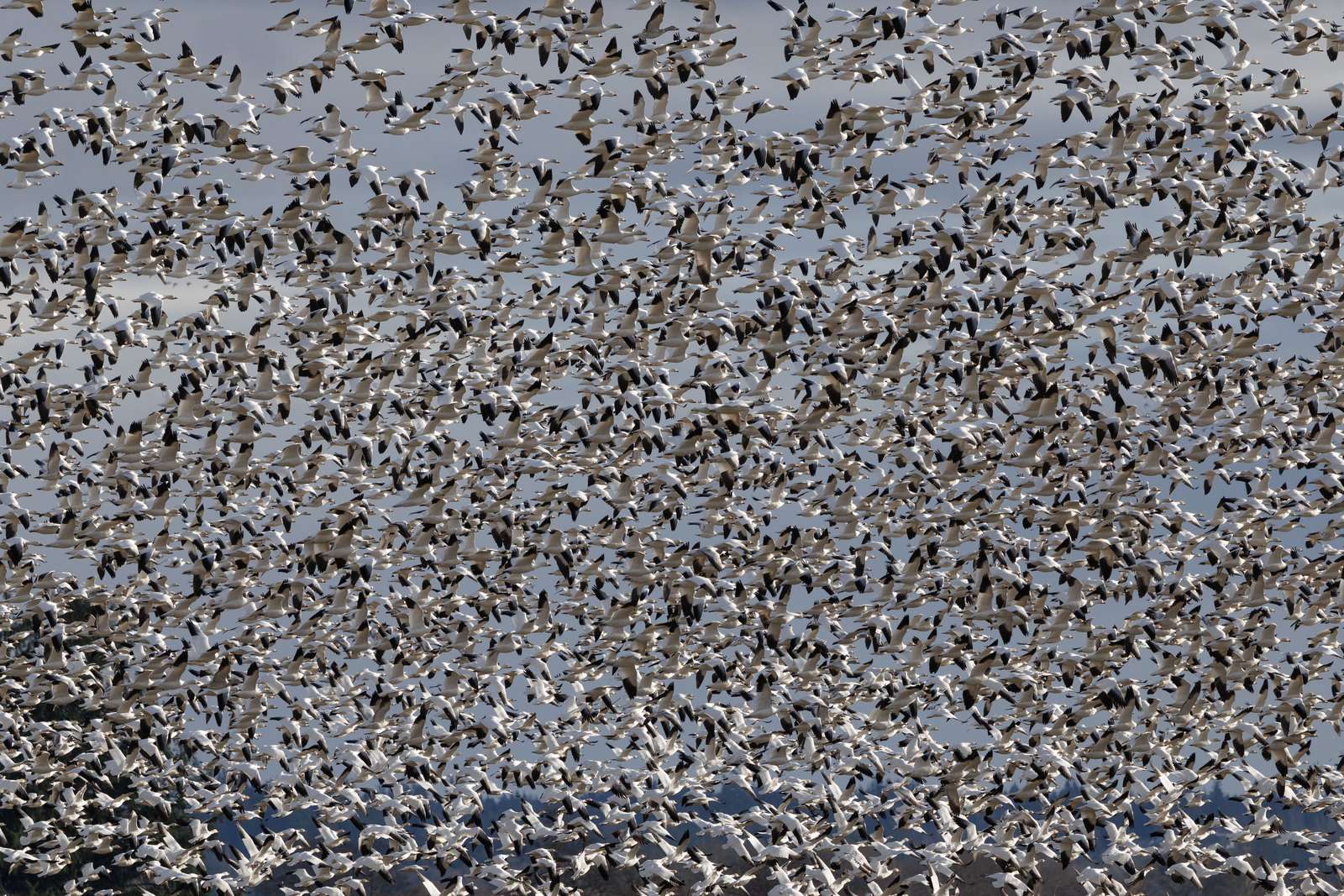 A large flock of snow geese fills the sky, creating a mesmerizing spectacle in flight