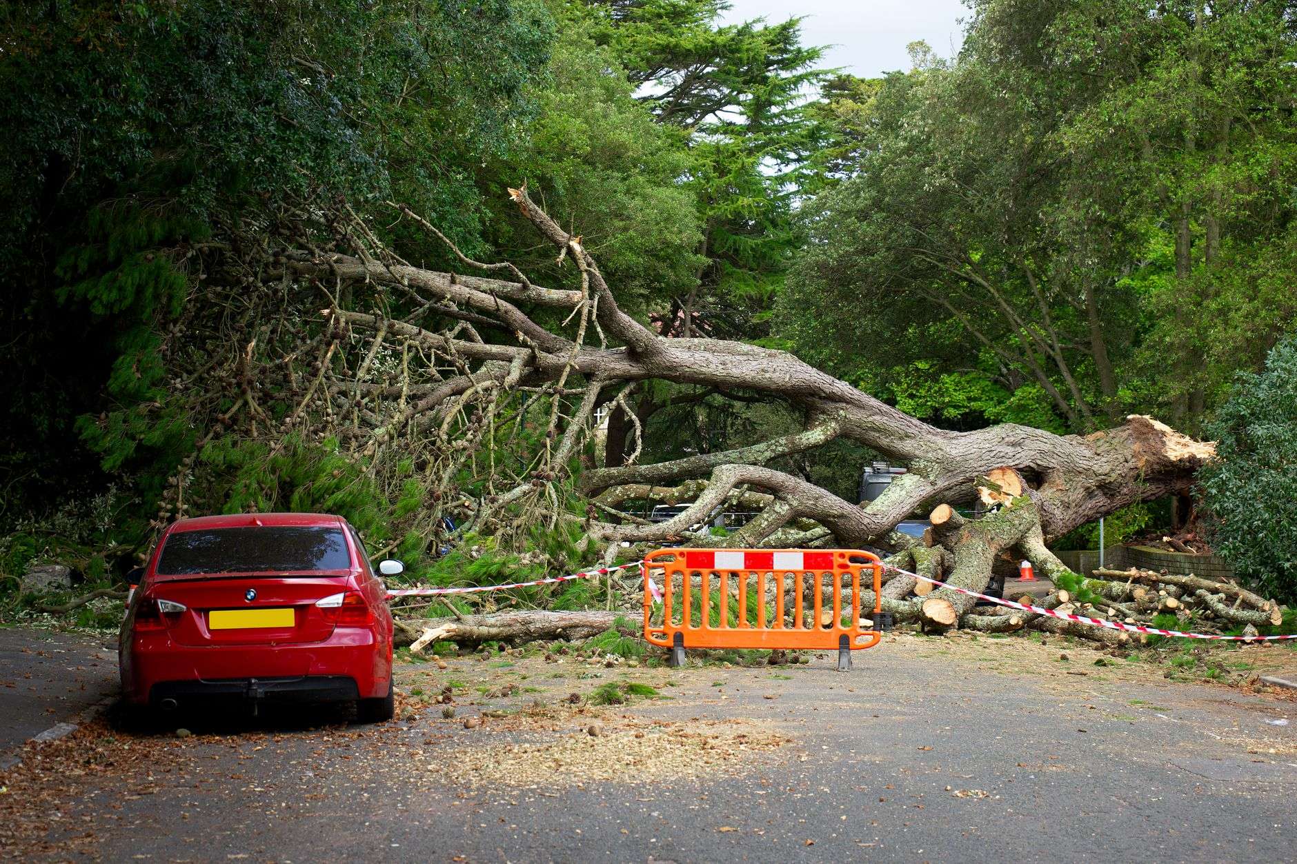 A fallen tree lying across a roadway after a storm