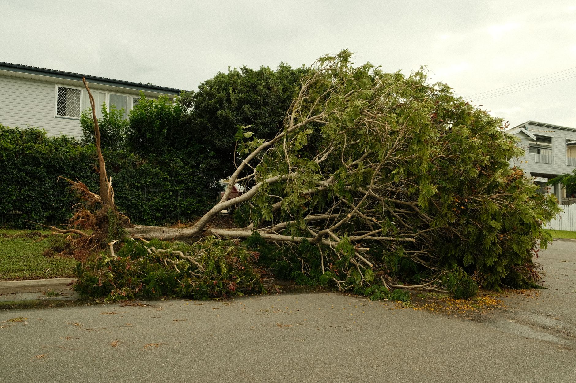 A large tree uprooted and fallen across a residential street after a storm