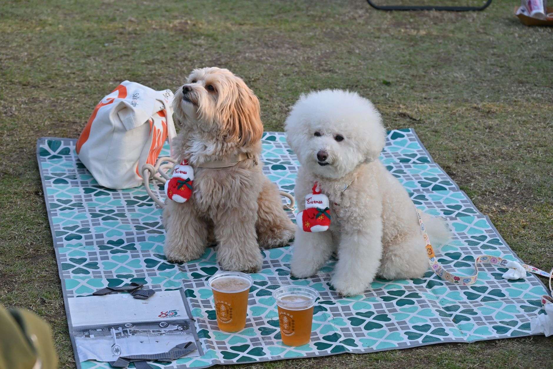 Dogs and their owners gathered at an outdoor community festival
