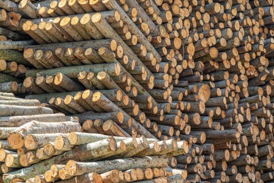 Logs stacked at a lumber mill, representing the forestry industry
