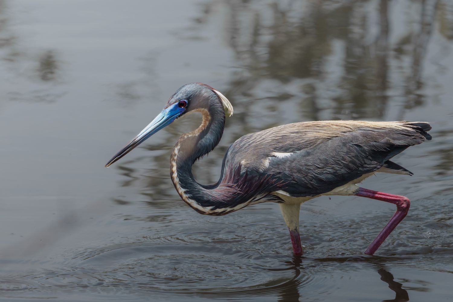 A tricolored heron with a long curved neck wades through shallow water