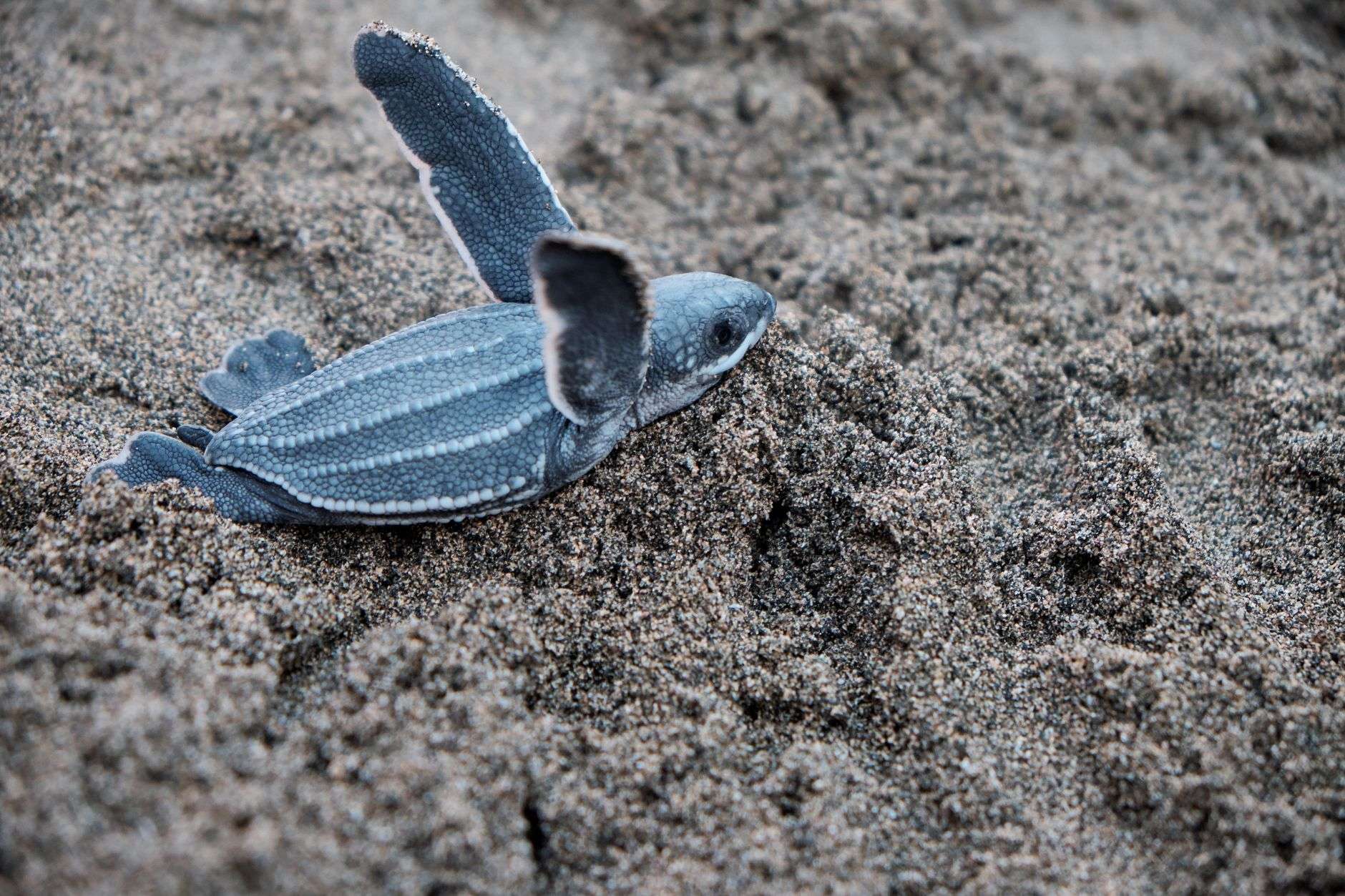 A sea turtle swimming in clear coastal waters near a sandy shoreline
