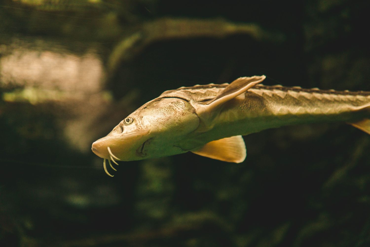 A Gulf sturgeon swimming underwater