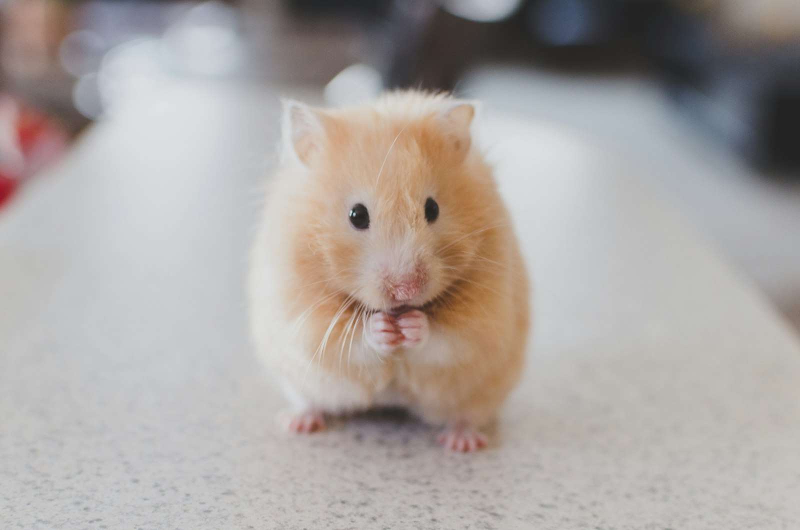 Close-up of a pet hamster