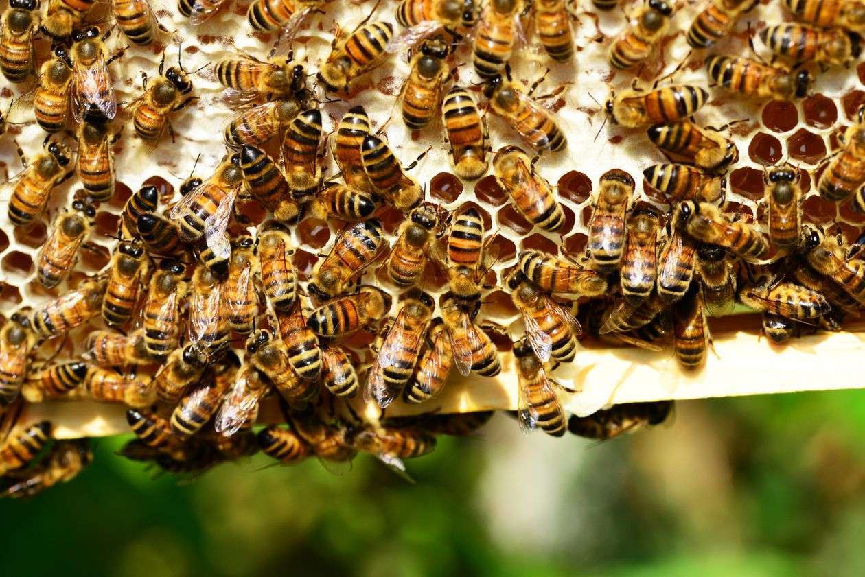 Honeybees swarming over honeycomb in a wooden hive