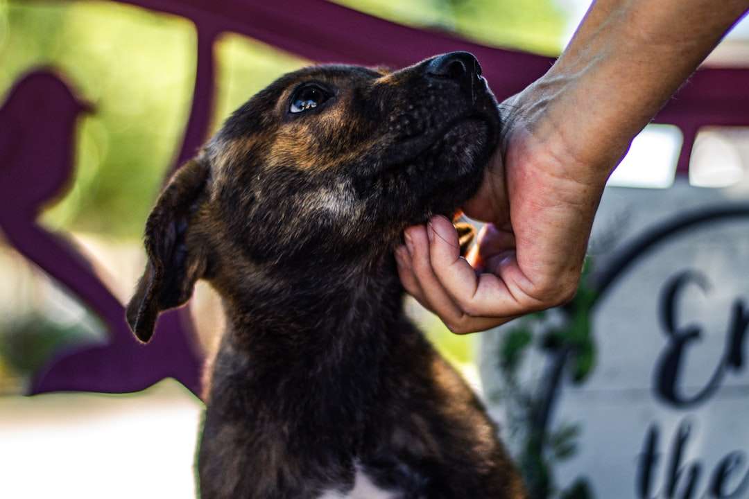 Rows of kennels at an animal shelter with dogs waiting to be adopted