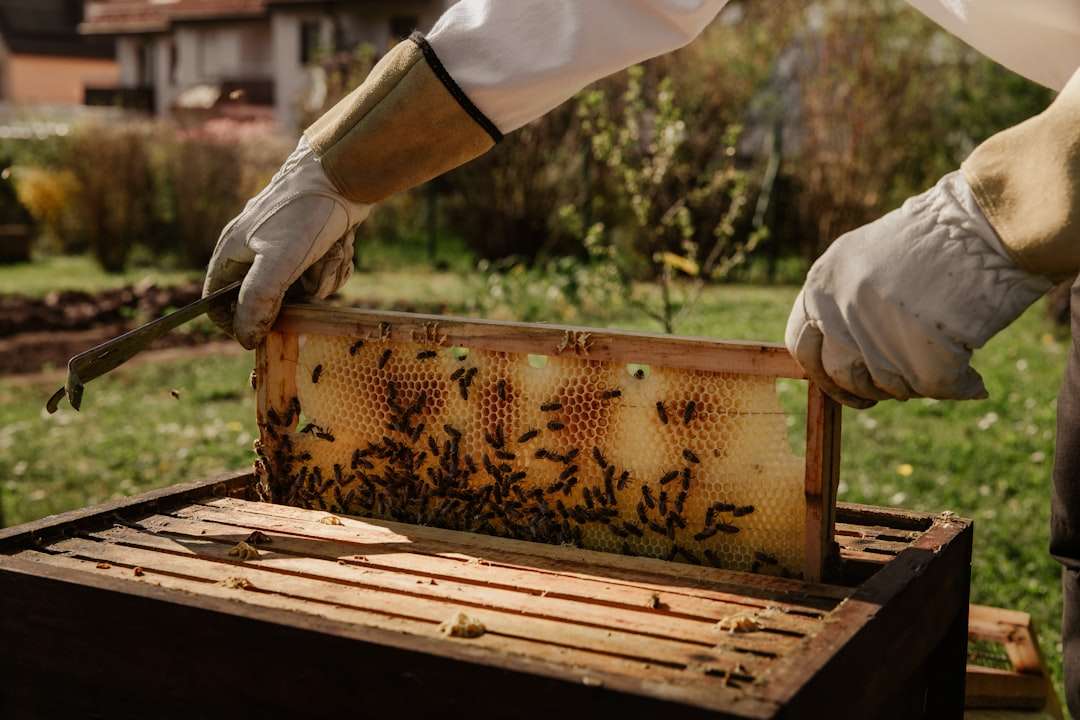A beekeeper in protective gear inspecting a wooden beehive frame covered in honeybees