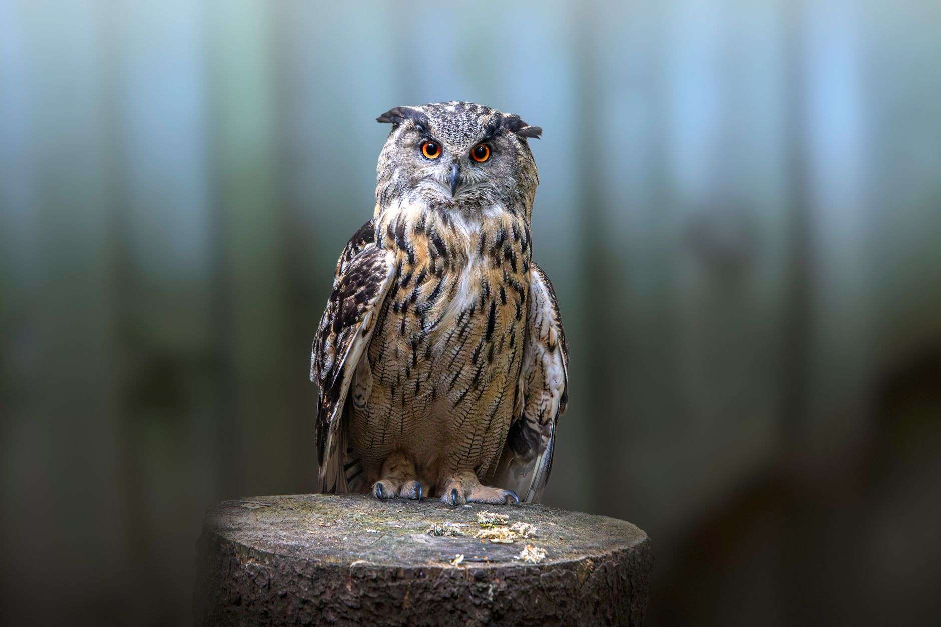 A large owl with orange eyes perched on a wooden post outdoors
