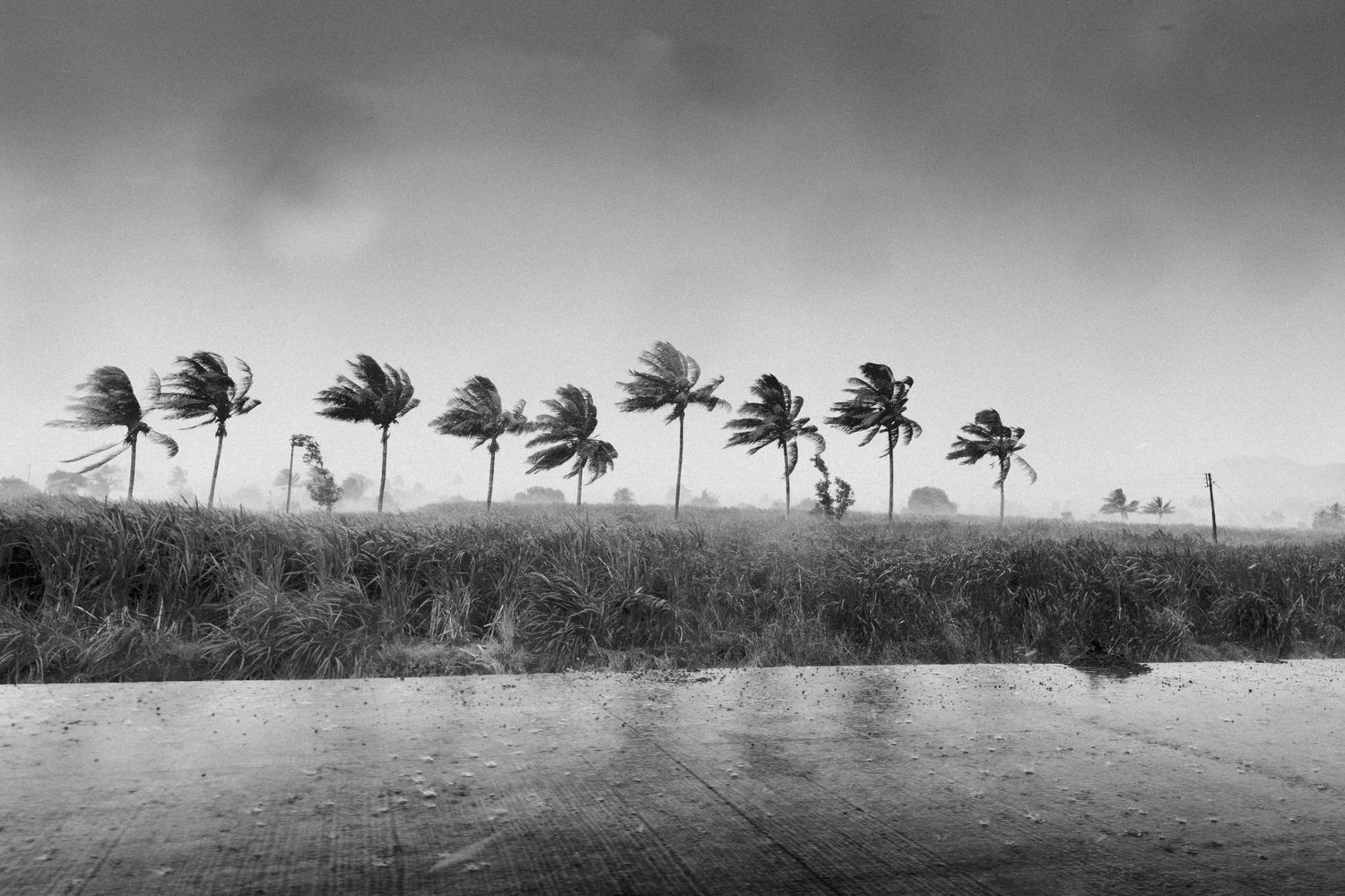 Palm trees bending in powerful tropical storm winds