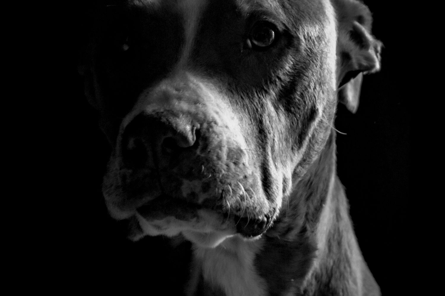 Brindle-colored pit bull dog sitting calmly