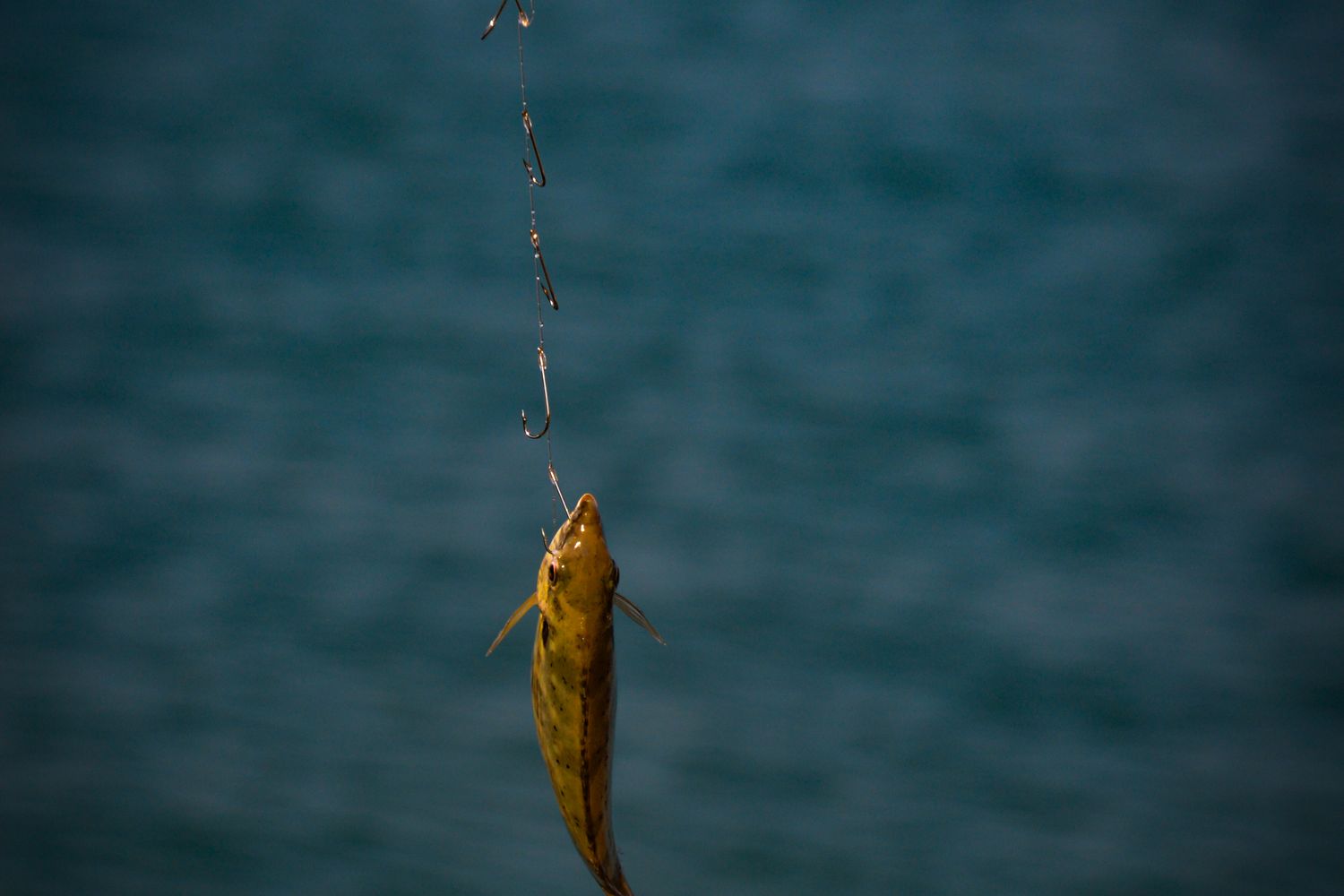 Angler holding a record saltwater fish caught while spearfishing