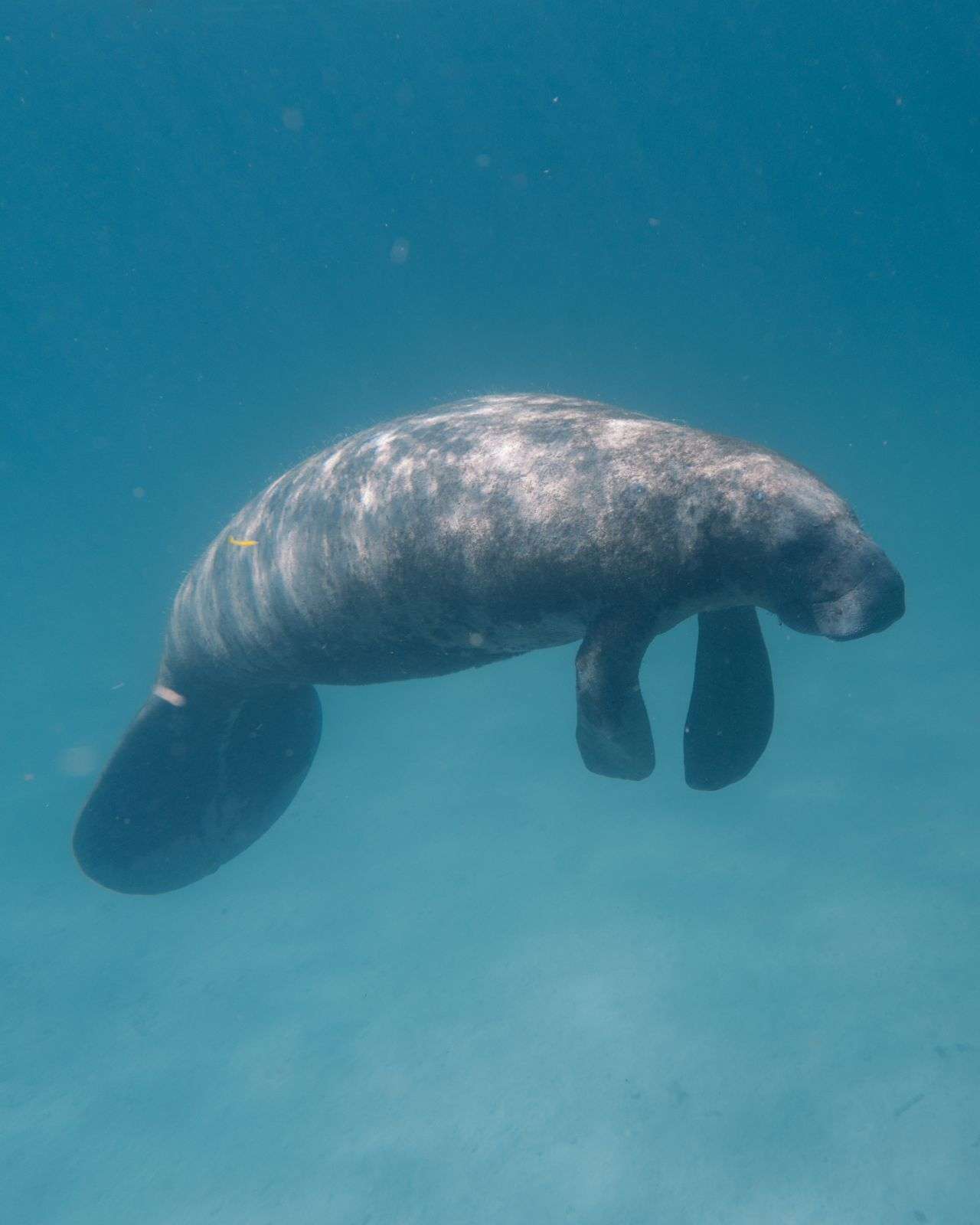 A manatee gracefully swimming underwater