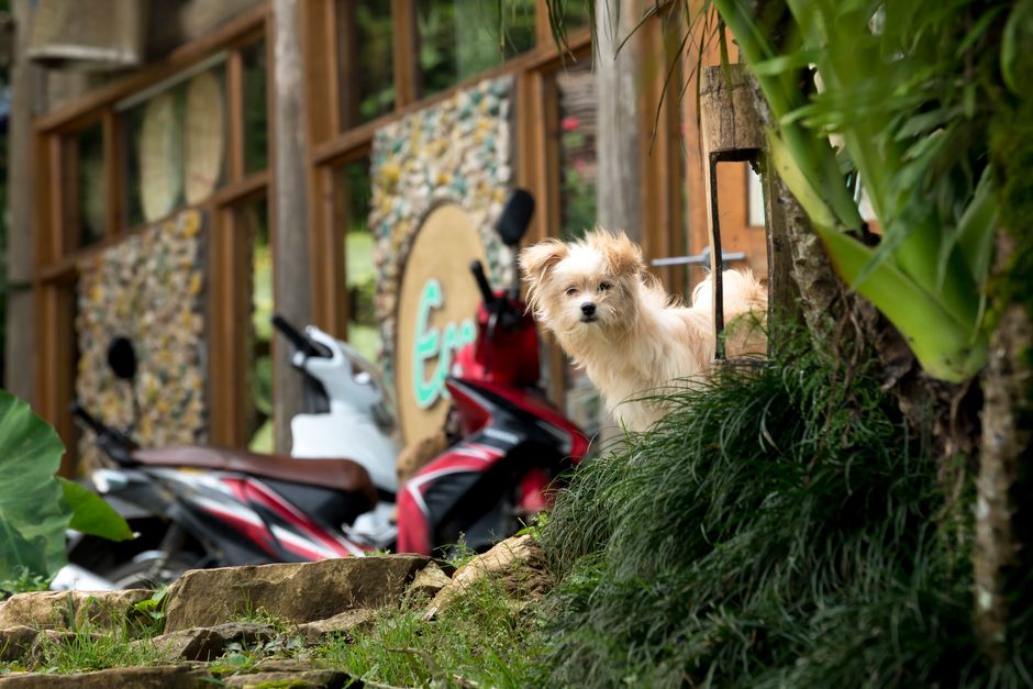 A dog inside a pet store looking out