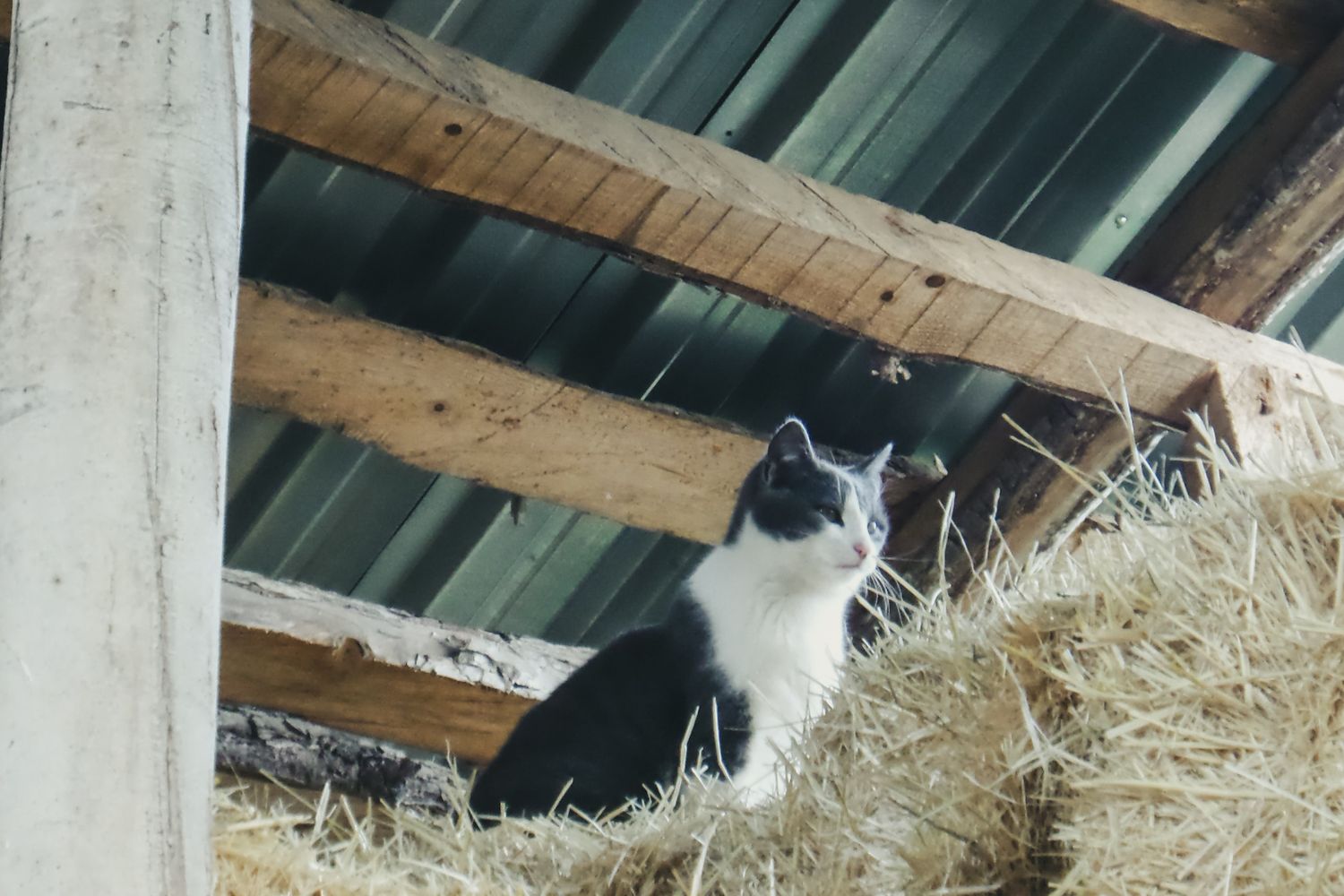 A barn cat resting near a stable, similar to cats offered through Mobile's barn cat adoption program