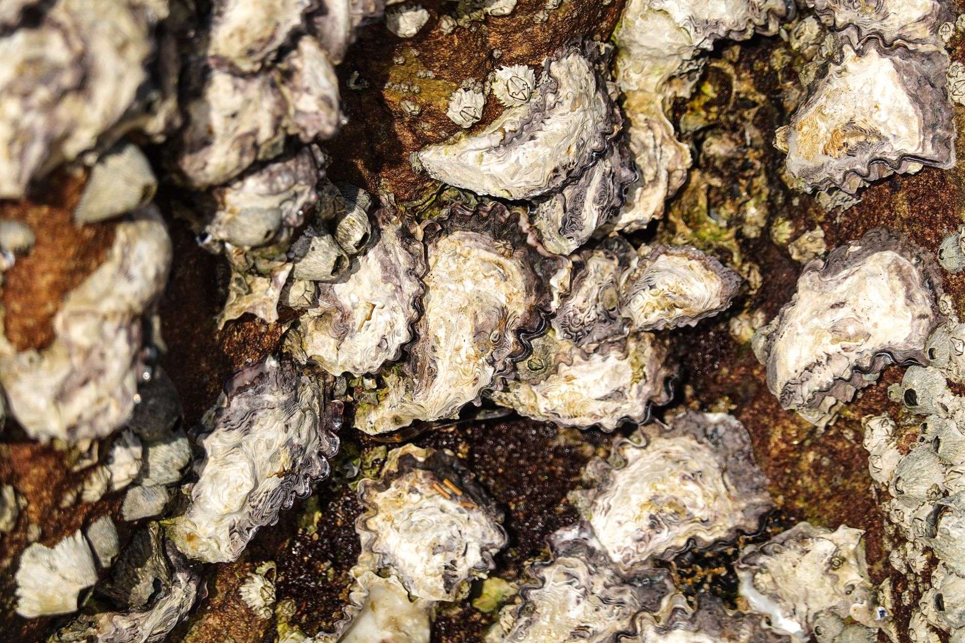 Oysters being used for reef restoration
