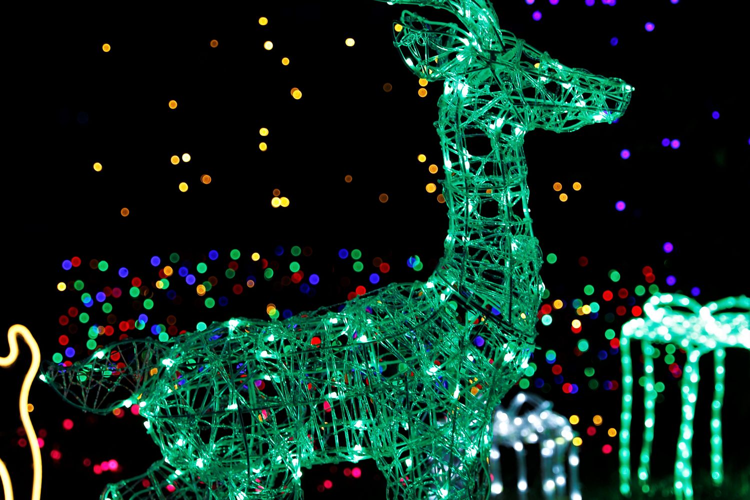 A Christmas lights display illuminating a garden after dark