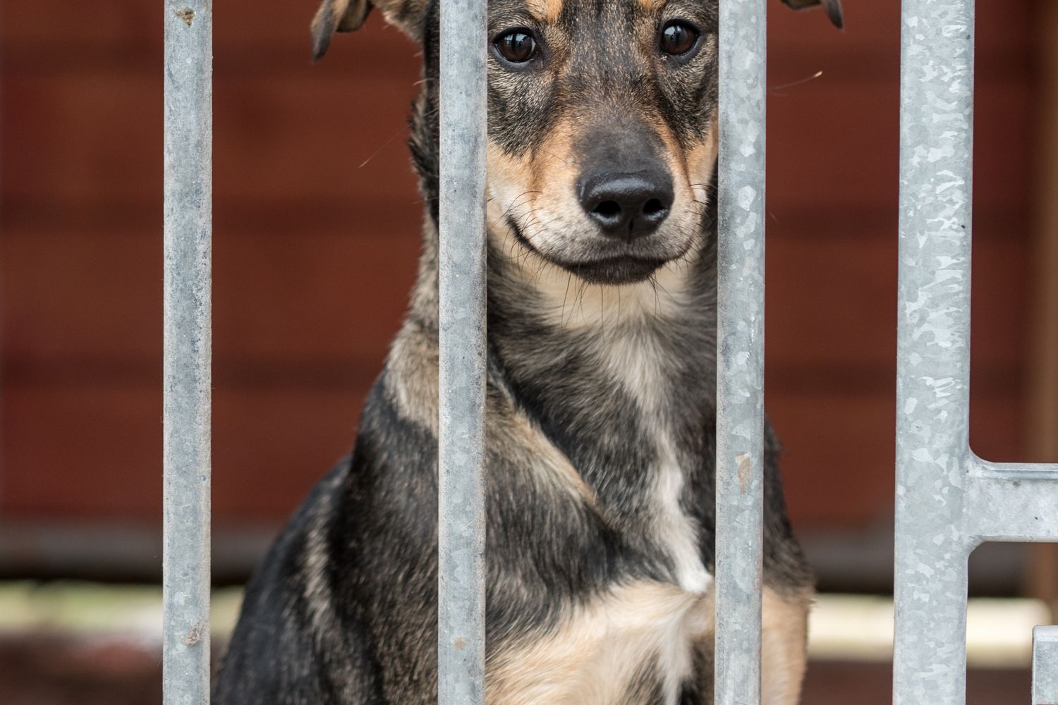 A shelter dog looking out from a kennel during an adoption event in Mobile, Alabama