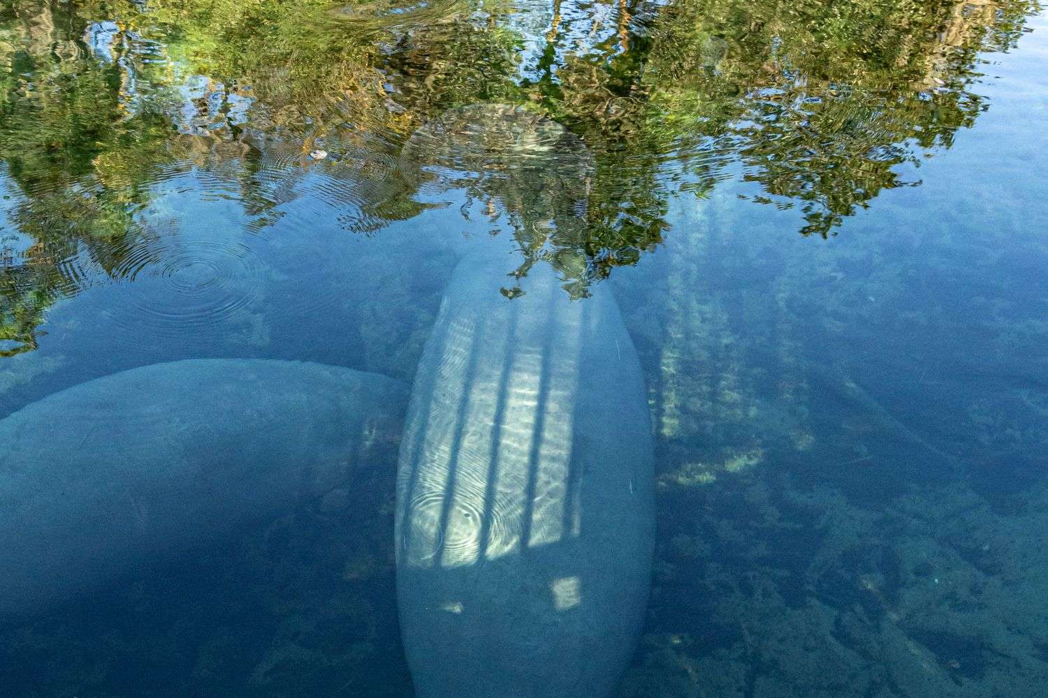 A manatee in the water
