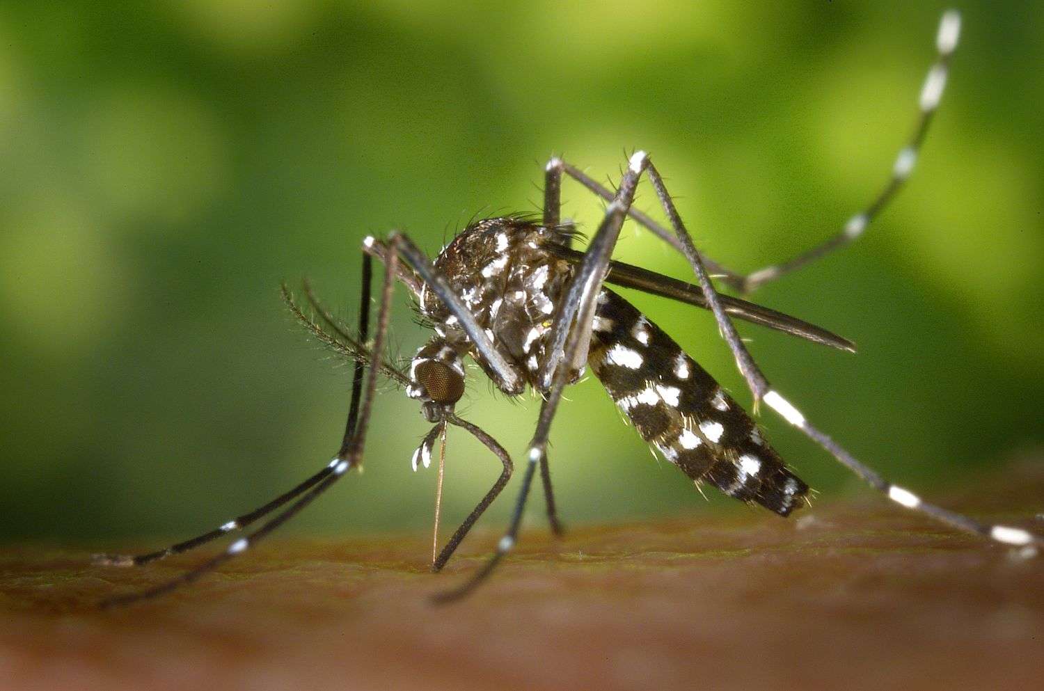 Close-up of a mosquito, the target of Mobile County vector control efforts