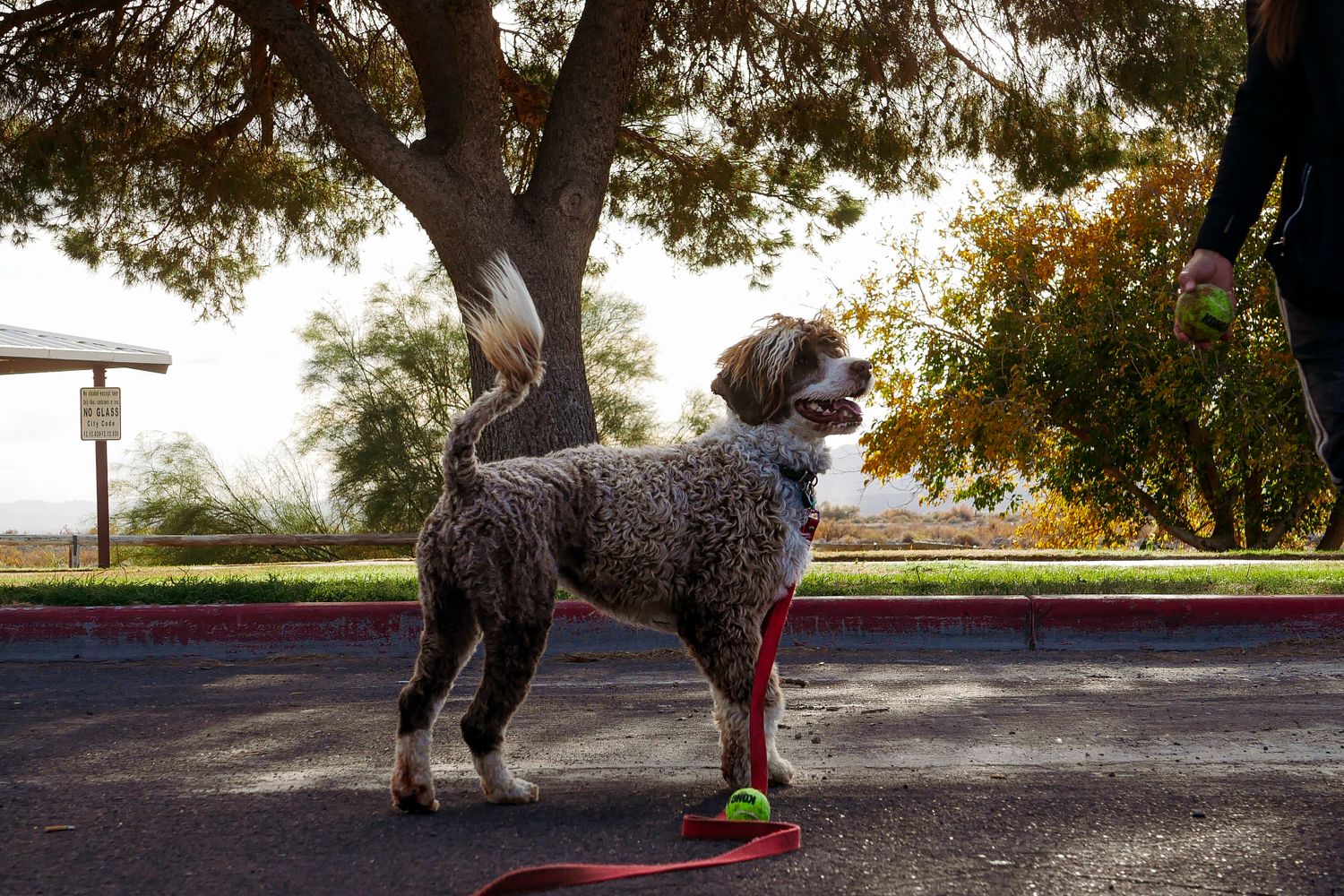 Dog on a leash with its owner at an outdoor park